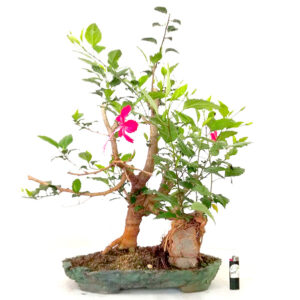 Bonsai de Hibiscus - Ref. 04