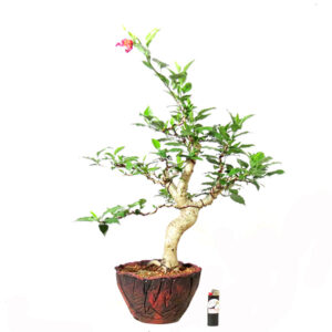 Bonsai de Hibiscus - Ref. 05