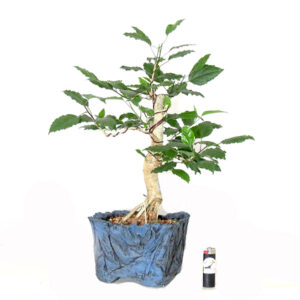 Bonsai de Hibiscus -0 Ref. 19