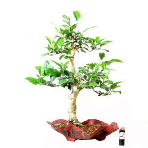 Bonsai de Hibiscus - Ref. 20