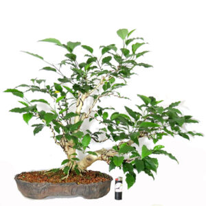 Bonsai de Hibiscus - Ref. 21