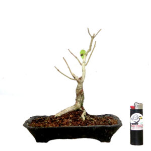 Bonsai de Ipê Mirim - Ref. 02