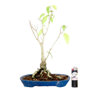 Bonsai de Ipê Mirim - Ref. 03