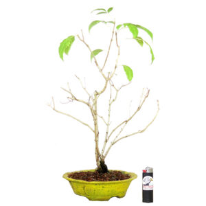 Bonsai de Ipê Mirim - Ref. 07