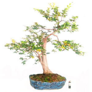 Bonsai de Jabuticaba - Ref. 06