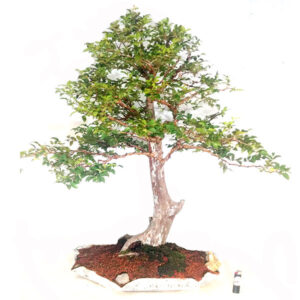 Bonsai de Jabuticaba - Ref. 07