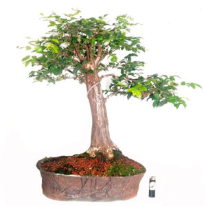 Bonsai de Jabuticaba - Ref. 08