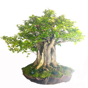 Bonsai de Acerola - Ref. 001