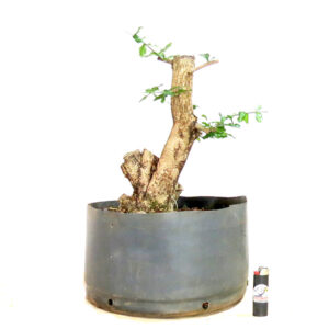 Bonsai de Acerola - Ref. 21