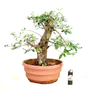 Bonsai de Acerola - Ref. 22