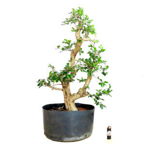 Bonsai de Acerola - Ref. 23