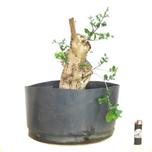 Bonsai de Acerola - Ref. 28