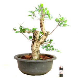Bonsai de Acerola - Ref. 29