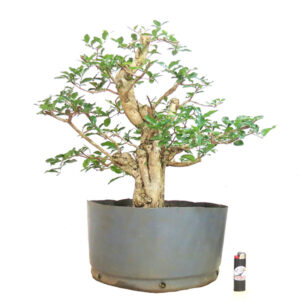 Bonsai de Acerola - Ref. 31