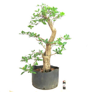Bonsai de Acerola - Ref. 33
