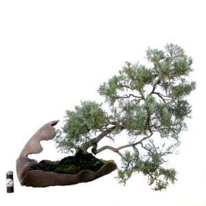 Bonsai de Juniperus - Ref. 02