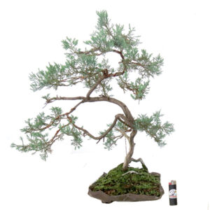 Bonsai de Juniperus - Ref. 03