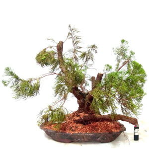 Bonsai de Kaizuka - Ref. 03