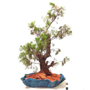 Bonsai de Kaizuka - Ref. 04
