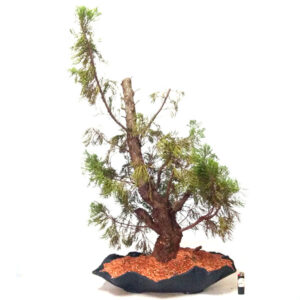 Bonsai de kaizuka - Ref; 05