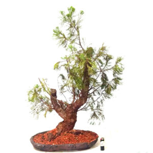 Bonsai de Kaizuka - Ref. 06