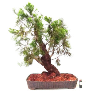 Bonsai de Kaizuka - Ref. 07