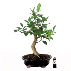 Bonsai de Laranja Kinzu - Ref. 25