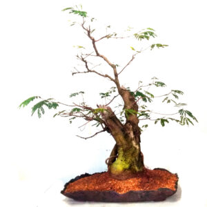 Bonsai de Leucena - Ref. 01