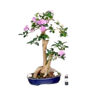 Bonsai de Manacá - Ref. 01