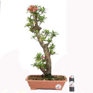 Bonsai Mini Ixoria - Ref. 23