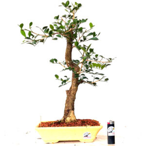 Bonsai de Murta - Ref. 06