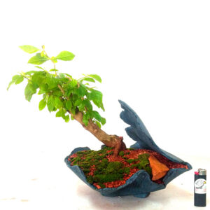 Bonsai de Pingo de Ouro - Ref. 10