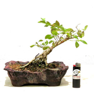 Bonsai de Pingo de Ouro - Ref. 11