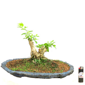 Bonsai de Pingo de Ouro - Ref. 25