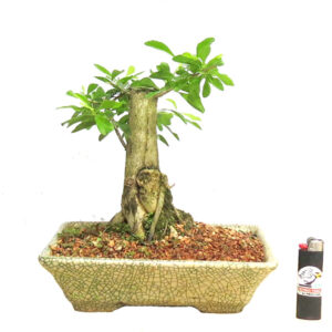 Bonsai de Pingo de Ouro - Ref. 26