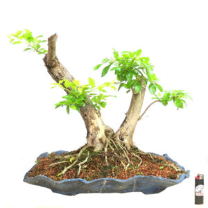Bonsai de Pingo de Ouro - Ref. 34