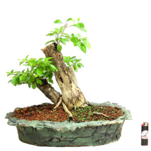 Bonsai de Pingo de Ouro - Ref. 35