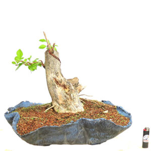 Bonsai de Pingo de Ouro - Ref. 36