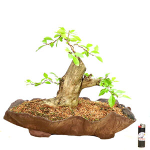 Bonsai de Pingo de Ouro - Ref. 43