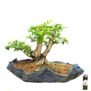 Bonsai de Pingo de Ouro - Ref. 37