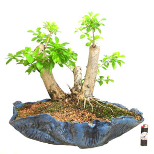 Bonsai de Pingo de Ouro - Ref. 41