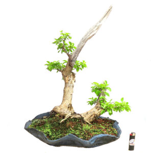 Bonsai de Pingo de Ouro - Ref. 42