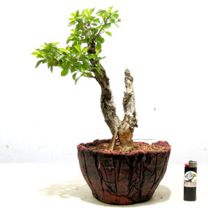 Bonsai de Pingo de Ouro - Ref. 58