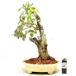 Bonsai de Pingo de Ouro - Ref. 72