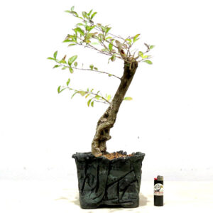 Bonsai de Pingo de Ouro - Ref. 73