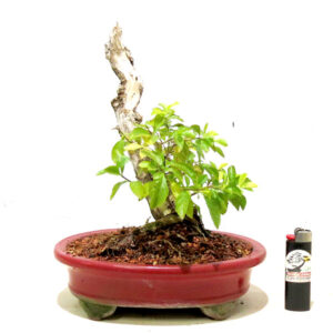 Bonsai de Pingo de Ouro - Ref. 77