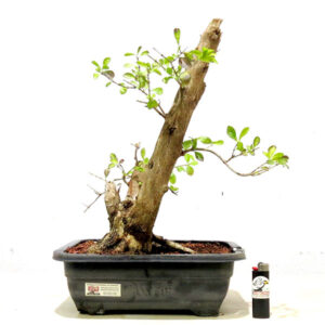 Bonsai de Pingo de Ouro - Ref. 78
