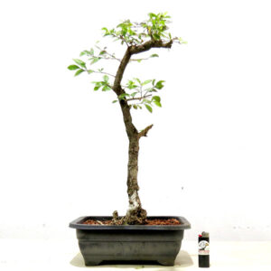 Bonsai de Pingo de Ouro - Ref. 79