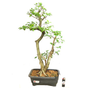 Bonsai de Pingo de Ouro - Ref. 80