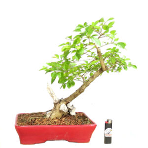 Bonsai de Pingo de Ouro - Ref. 86